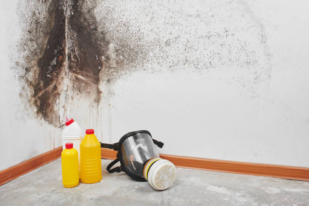 Best Basement Mold Remediation in Happy Valley, CA