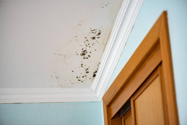 Best Residential Mold Remediation in Happy Valley, CA