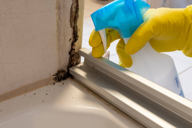 Best Bathroom Mold Remediation in Happy Valley, CA