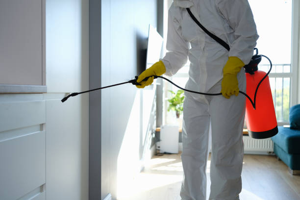 Best Localized Mold Remediation (e.g., coastal areas, humid climates) in Happy Valley, CA