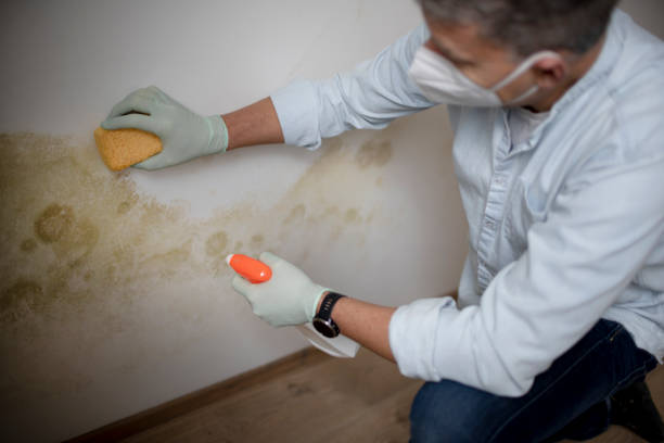 Best HVAC Mold Remediation in Happy Valley, CA