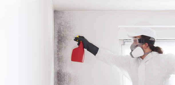 Best Insurance-Related Mold Remediation in Happy Valley, CA