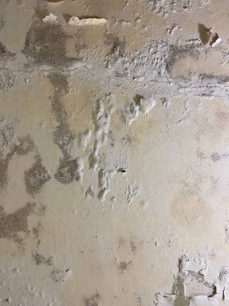 Best Attic Mold Remediation in Happy Valley, CA