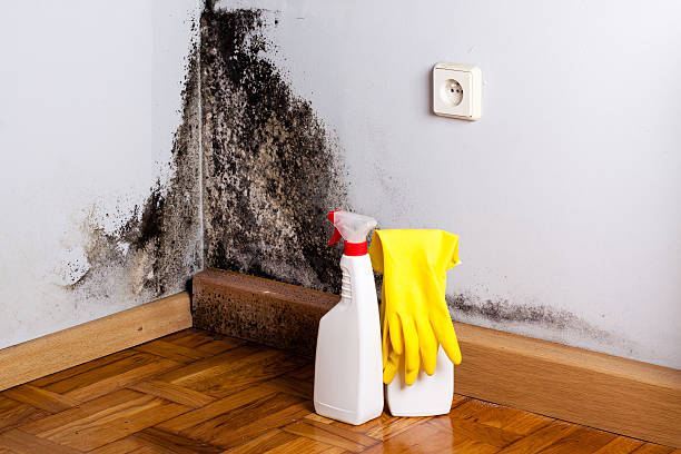 Best Preventive Mold Services in Happy Valley, CA