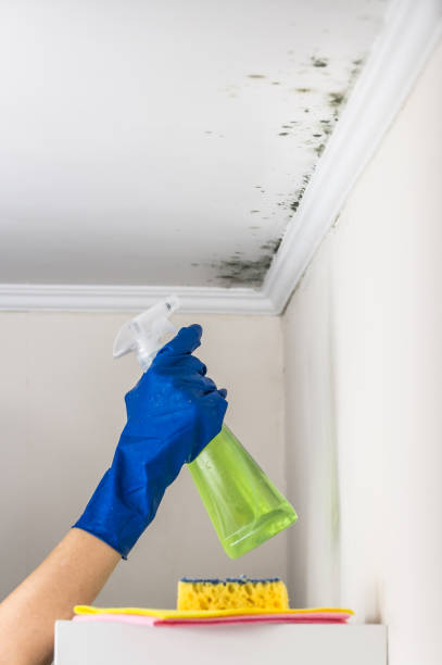 Best Mold Remediation for Schools in Happy Valley, CA
